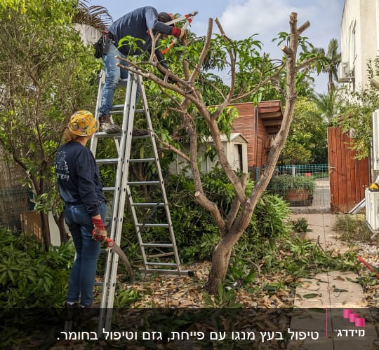 שני אנשים גוזמים עץ עם מסור וסולם בגינה